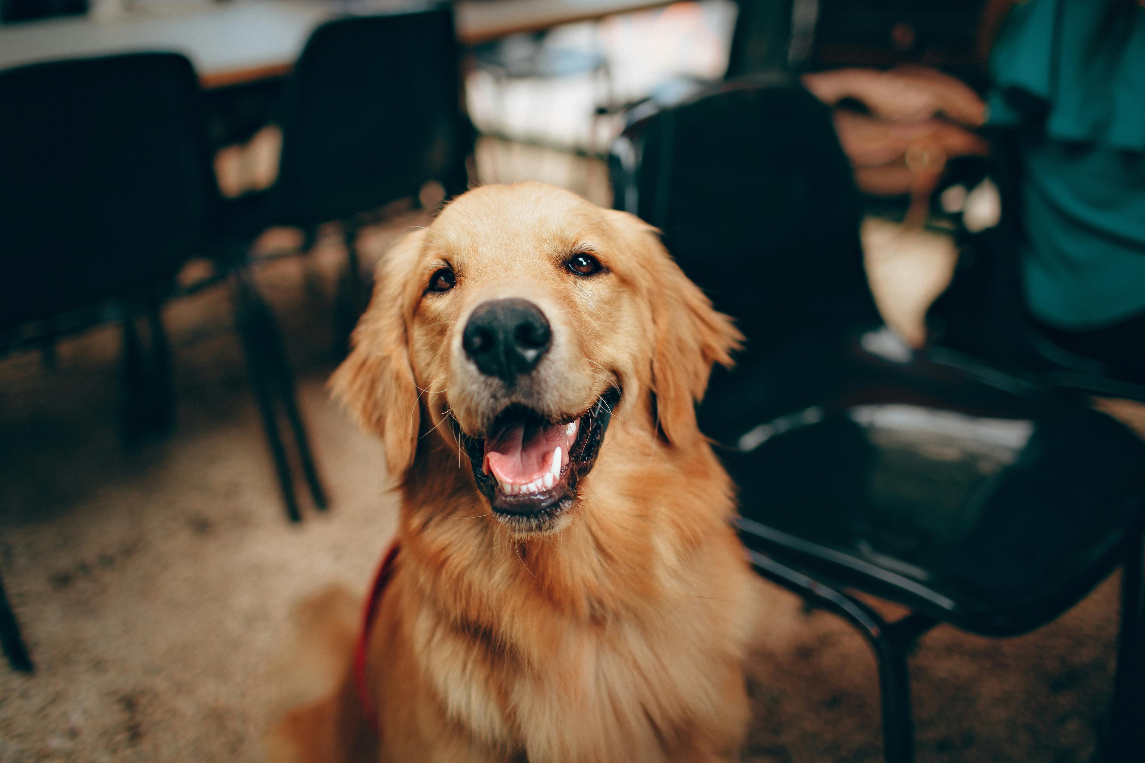 Veterinary Practice Background